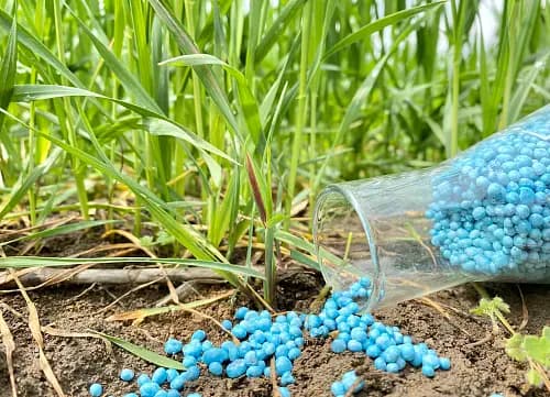 No phytotoxic breakdown products of drugs are formed inside plant cells