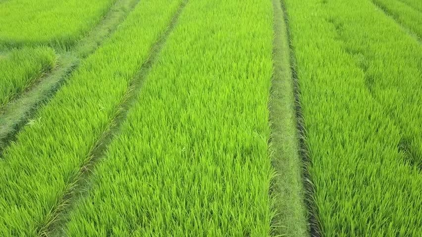 Озимая пшеница