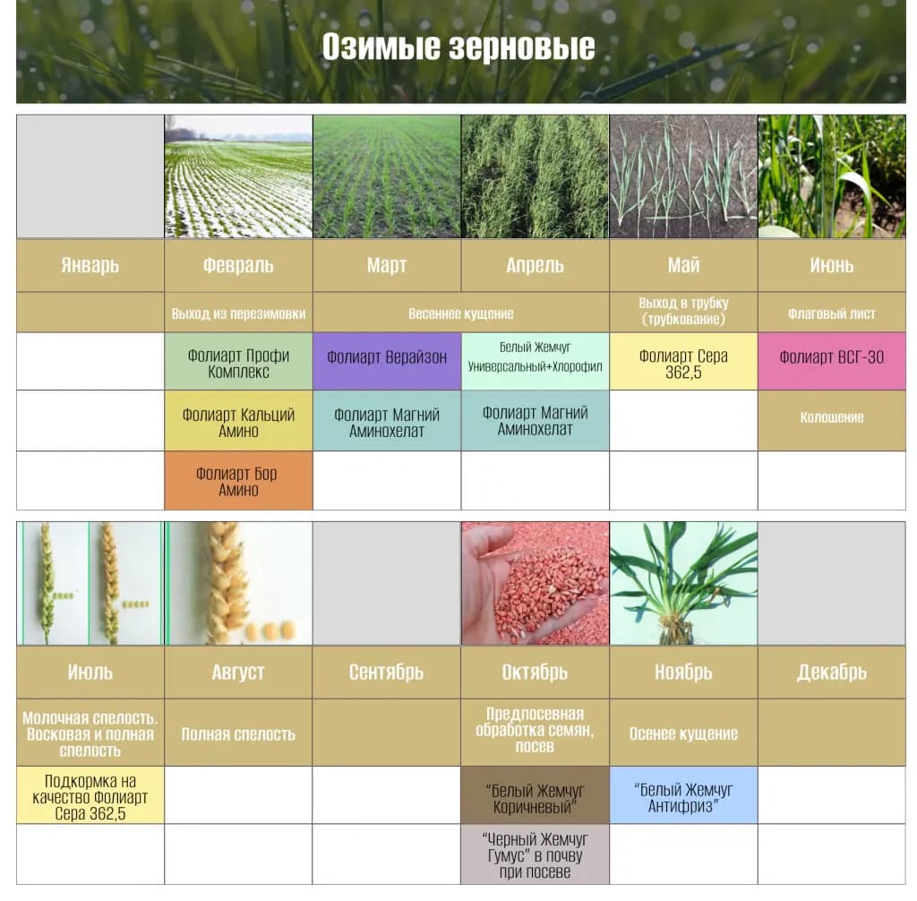 Озимая пшеница