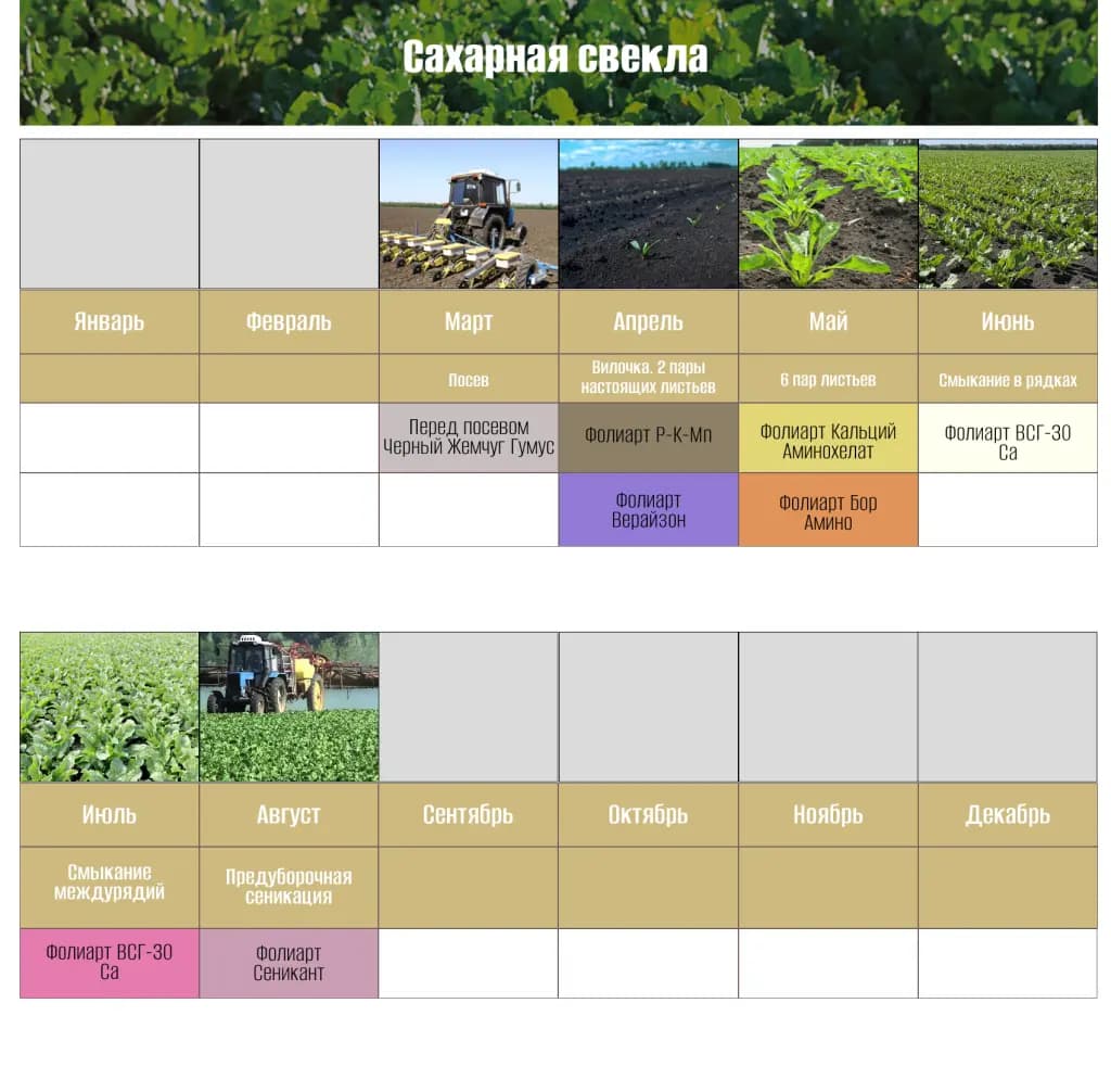 Сахарная свёкла